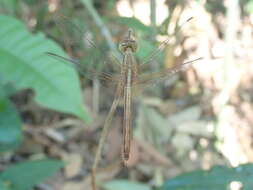 Image of Neurothemis intermedia Rambur 1842