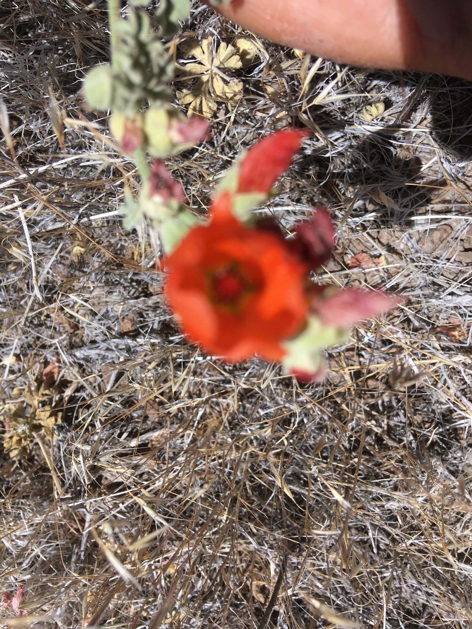 Image of gooseberryleaf globemallow