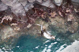 Image de Arctocéphale des Galapagos