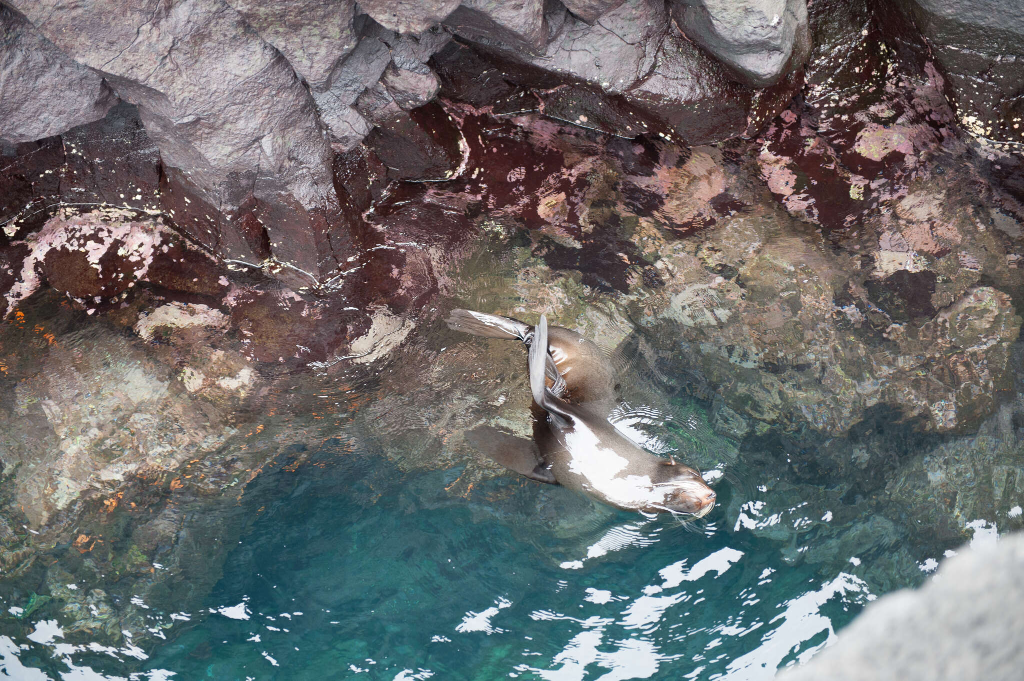 Image of Galapagos Fur Seal