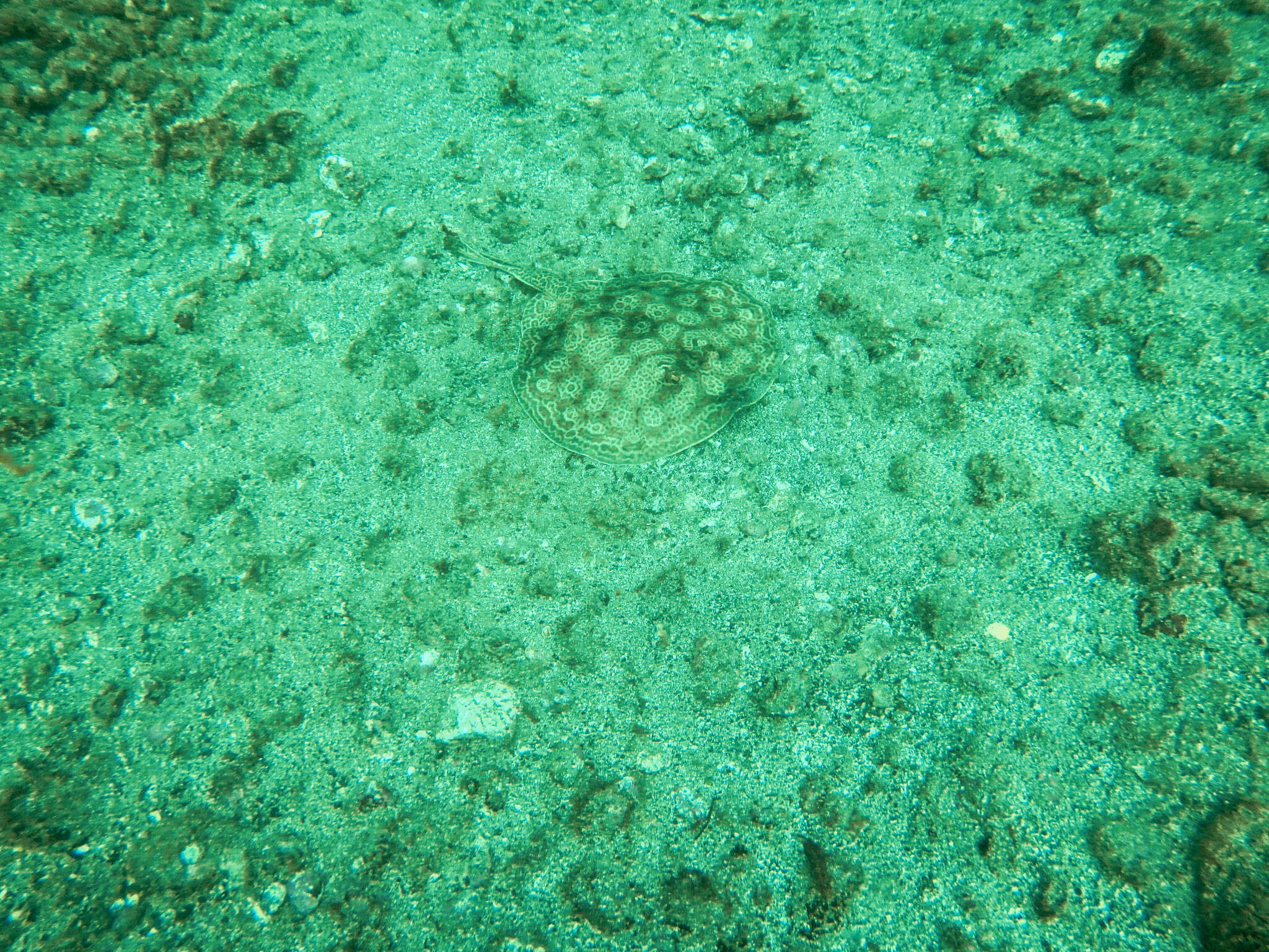 Image of Central American round stingray
