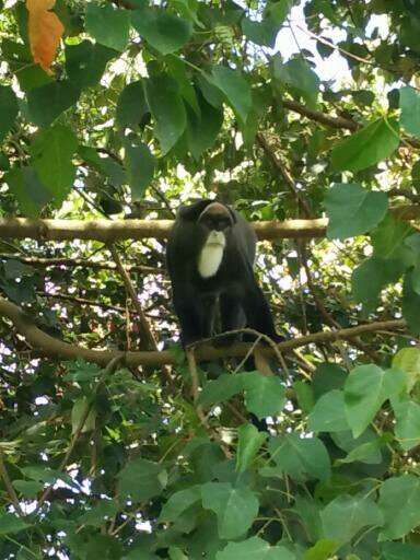 Image of De Brazza's Guenon