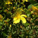 Image of Hypericum polyphyllum Boiss. & Bal.