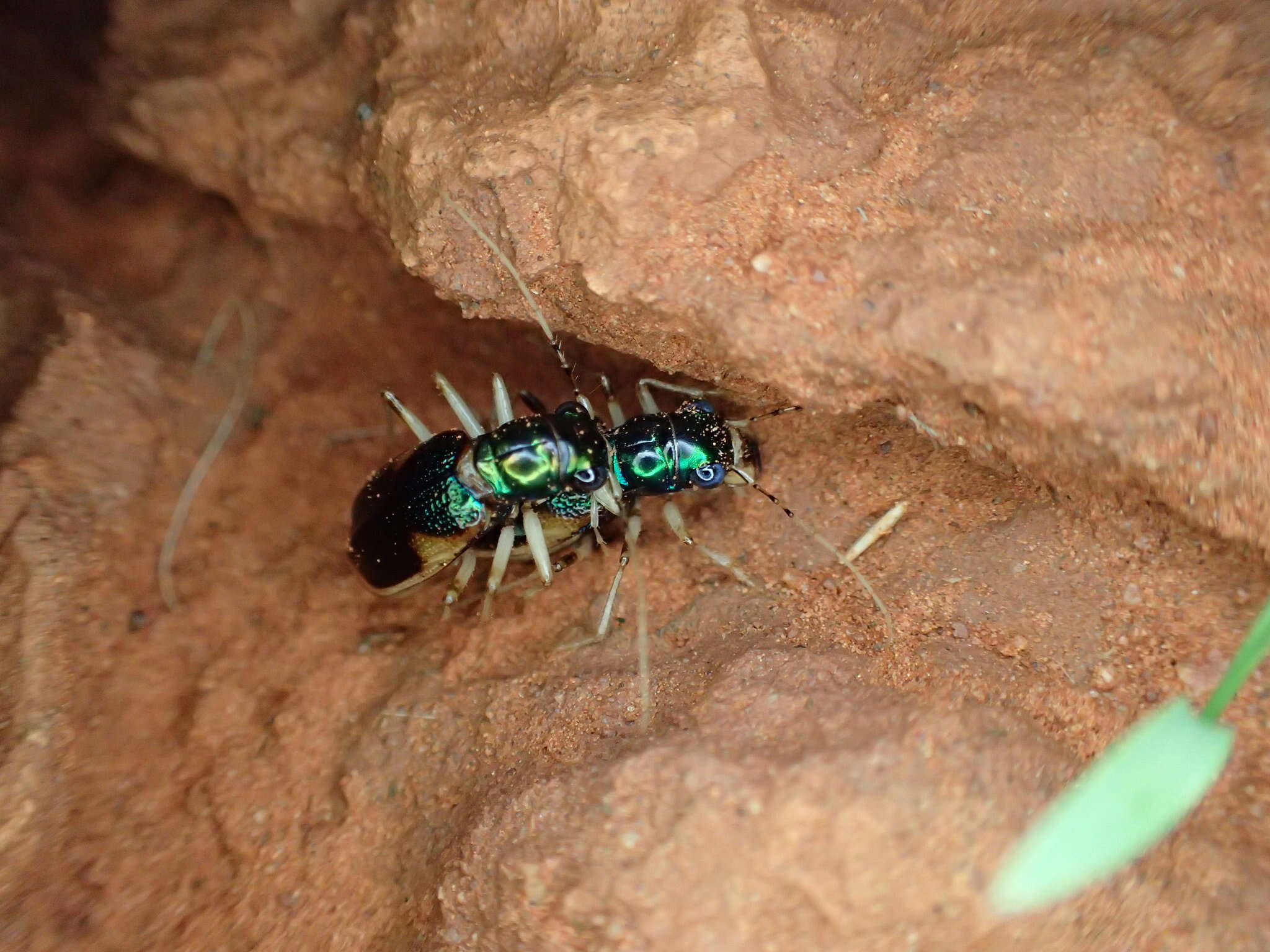 Image of Pseudotetracha bostockii (Laporte 1867)