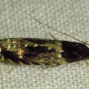 Image of Homosetia argentinotella (Chambers 1876)