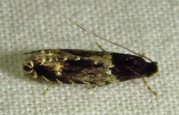 Image of Homosetia argentinotella (Chambers 1876)