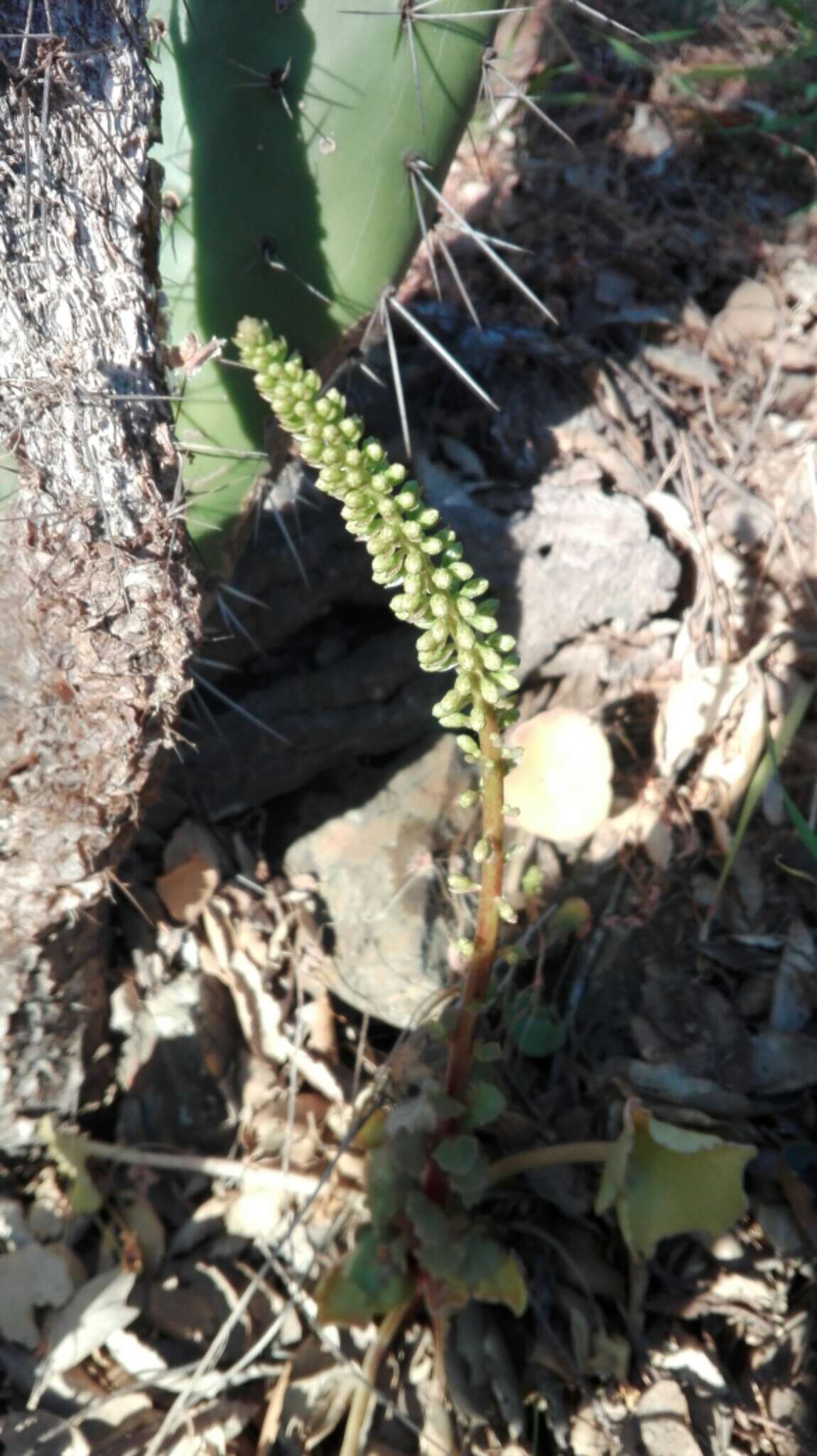 Image of Umbilicus rupestris (Salisb.) Dandy