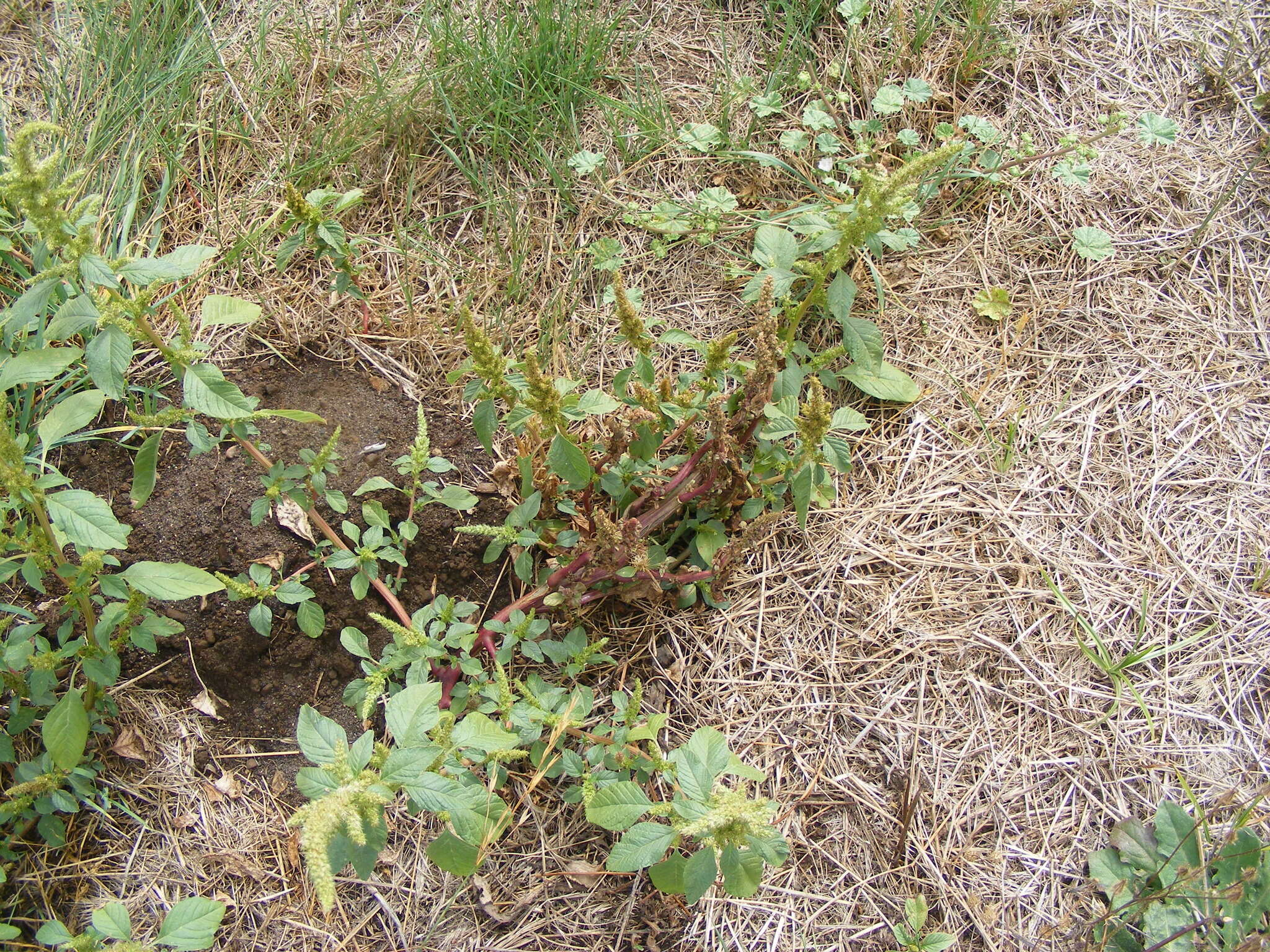 Image of redroot amaranth