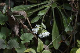 Image de Arabis flagellosa Miq.