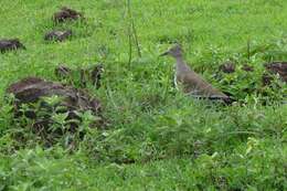 Image of Black-winged Lapwing