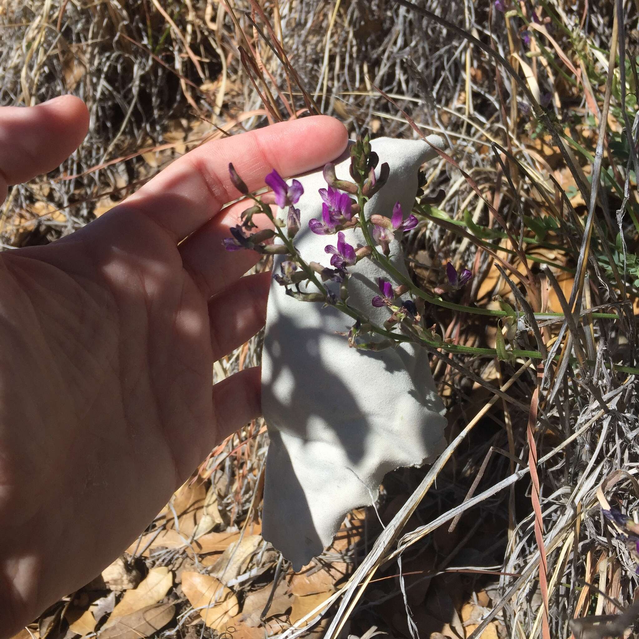 Imagem de Astragalus nothoxys A. Gray