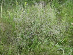 Image de Gypsophila paniculata L.