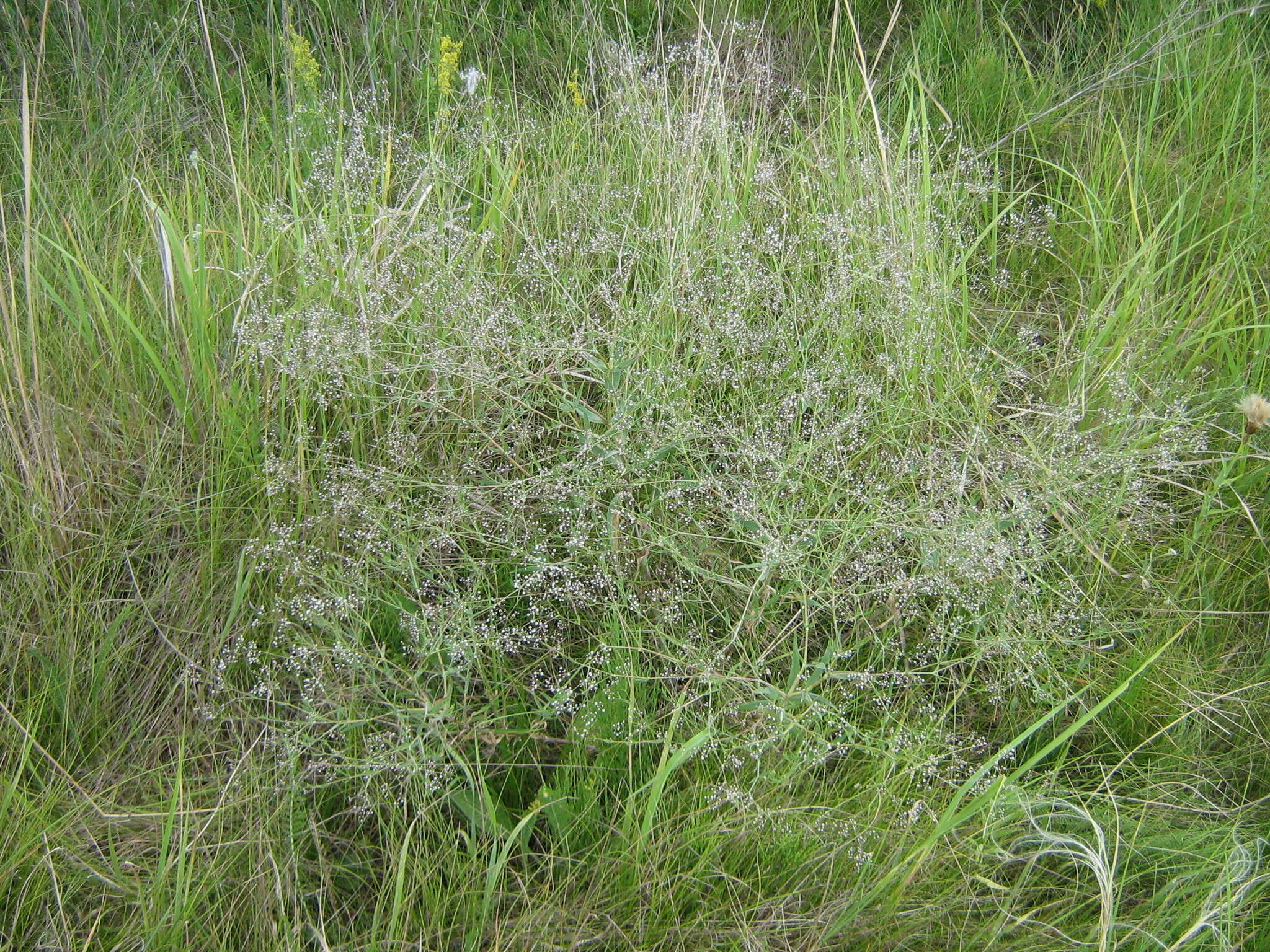 Image de Gypsophila paniculata L.