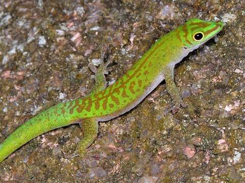 Imagem de Phelsuma astriata semicarinata Cheke 1982