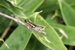 Image of Stenobothrus fumatus Shiraki 1910