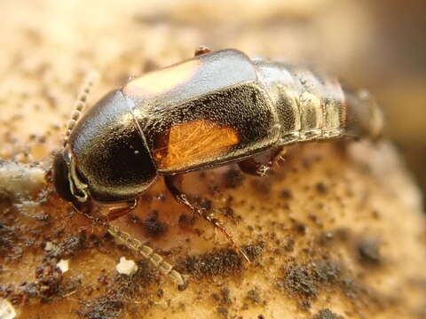 Image of Tachinus (Tachinus) subterraneus (Linnaeus 1758)