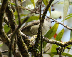 Image of Mountain Thornbill