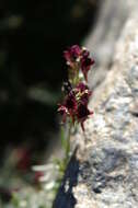 Image of Linaria aeruginea subsp. aeruginea