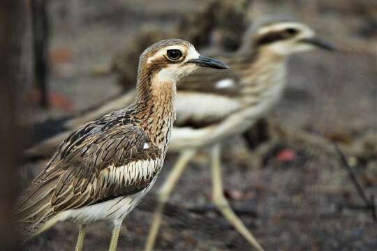 Image of Bush Stone-curlew