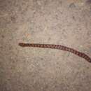 Image of Bock's Ground Snake