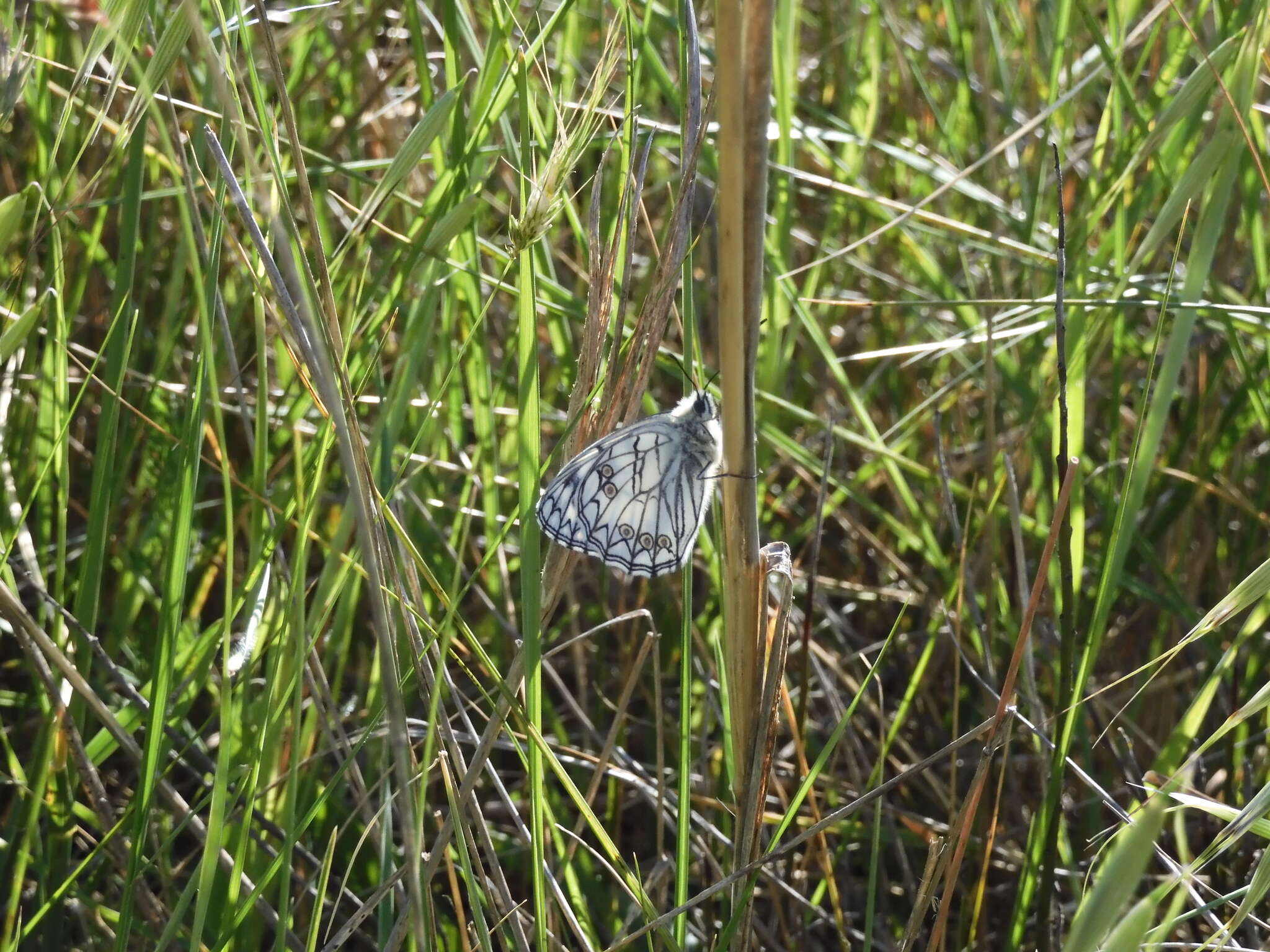 Image of Italian Marbled White