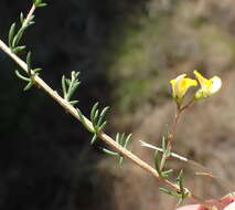 Image of Aspalathus biflora subsp. biflora