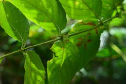 Image of Uncaria lanosa var. appendiculata (Benth.) Ridsdale