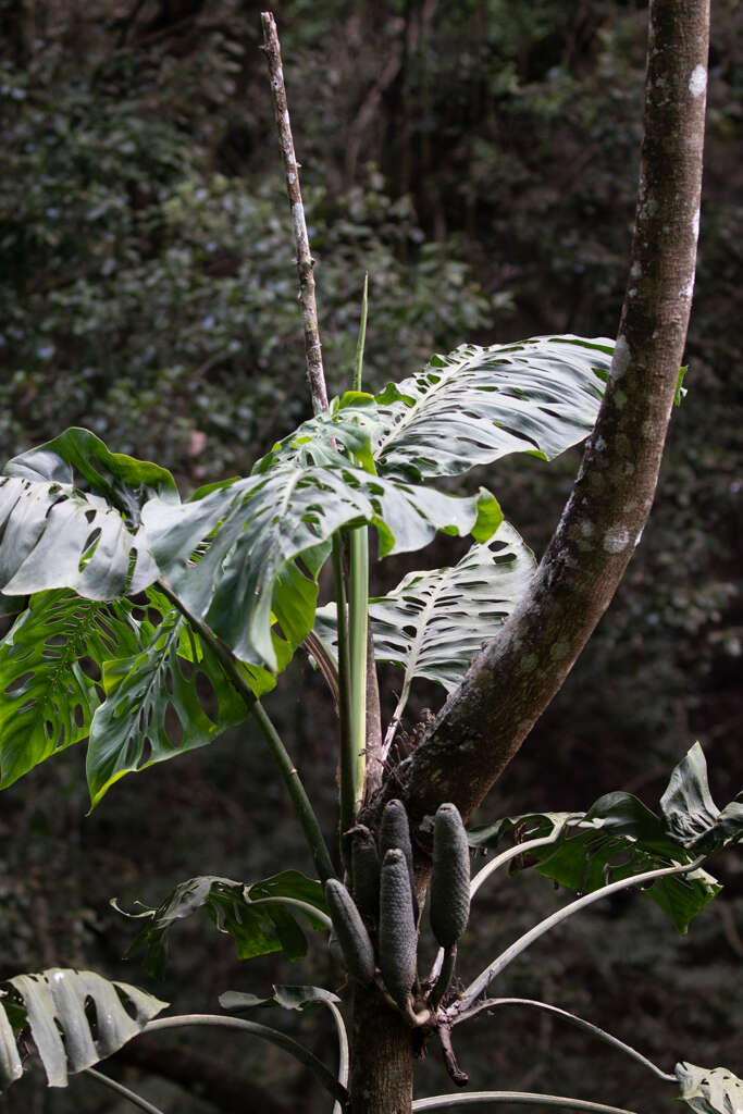 Image of Monstera siltepecana Matuda