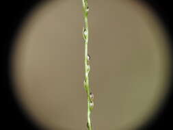 Image of Digitaria parviflora (R. Br.) Hughes