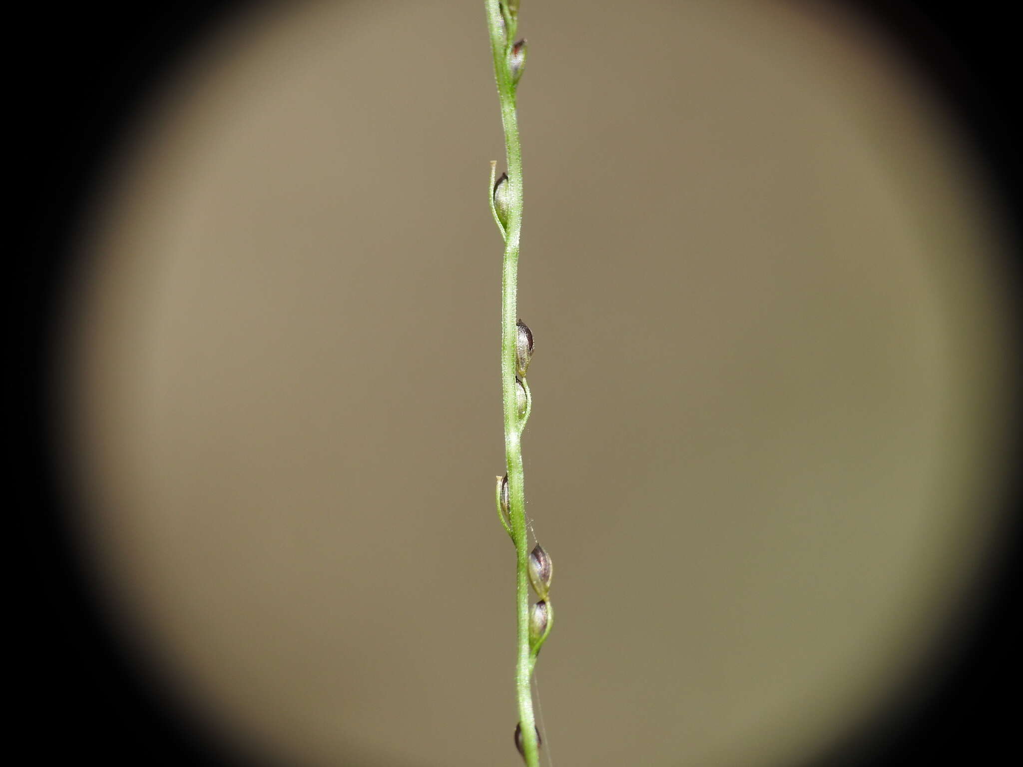 Image of Digitaria parviflora (R. Br.) Hughes