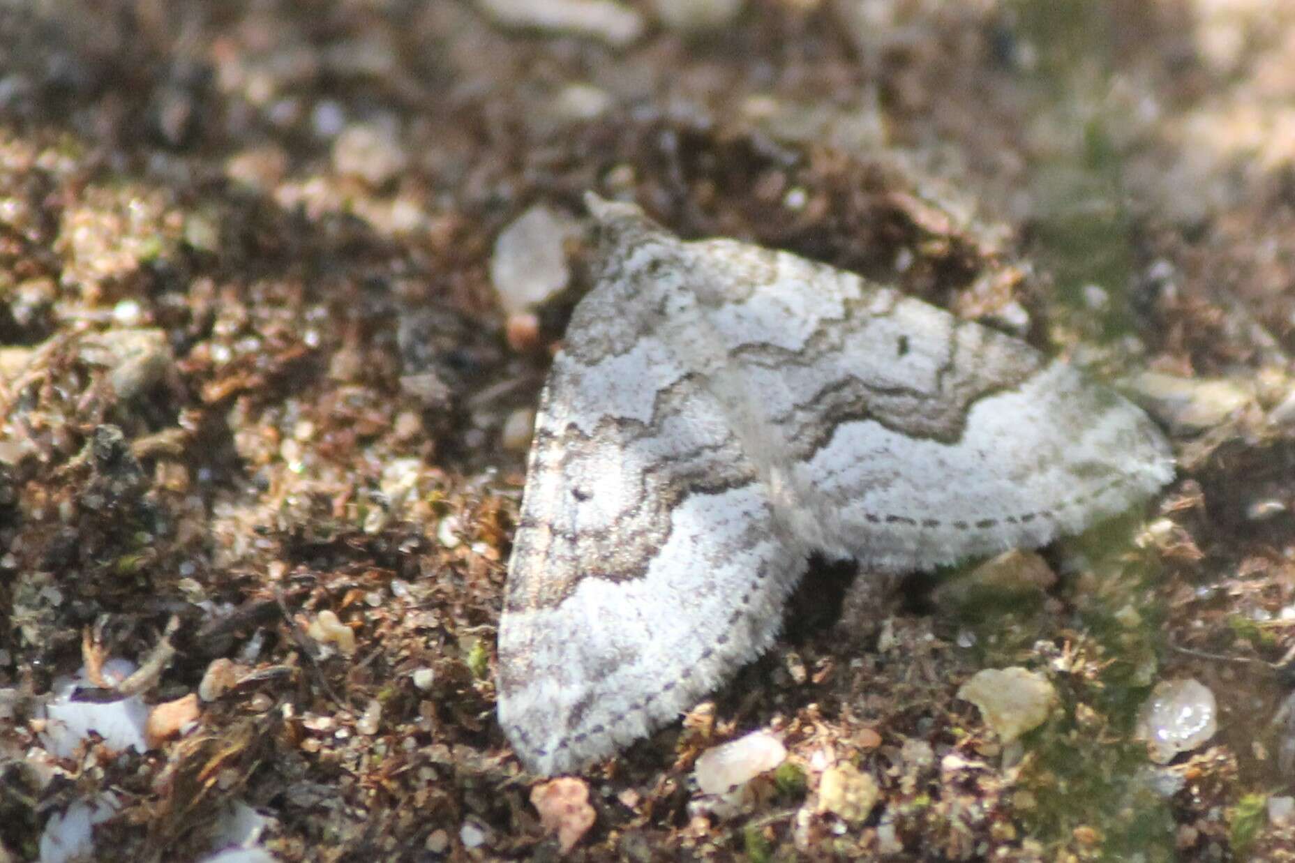 Sivun Chrysolarentia cryeropa (Meyrick 1891) kuva