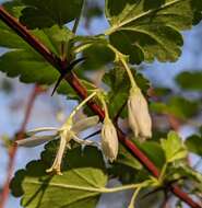 Image of granite gooseberry