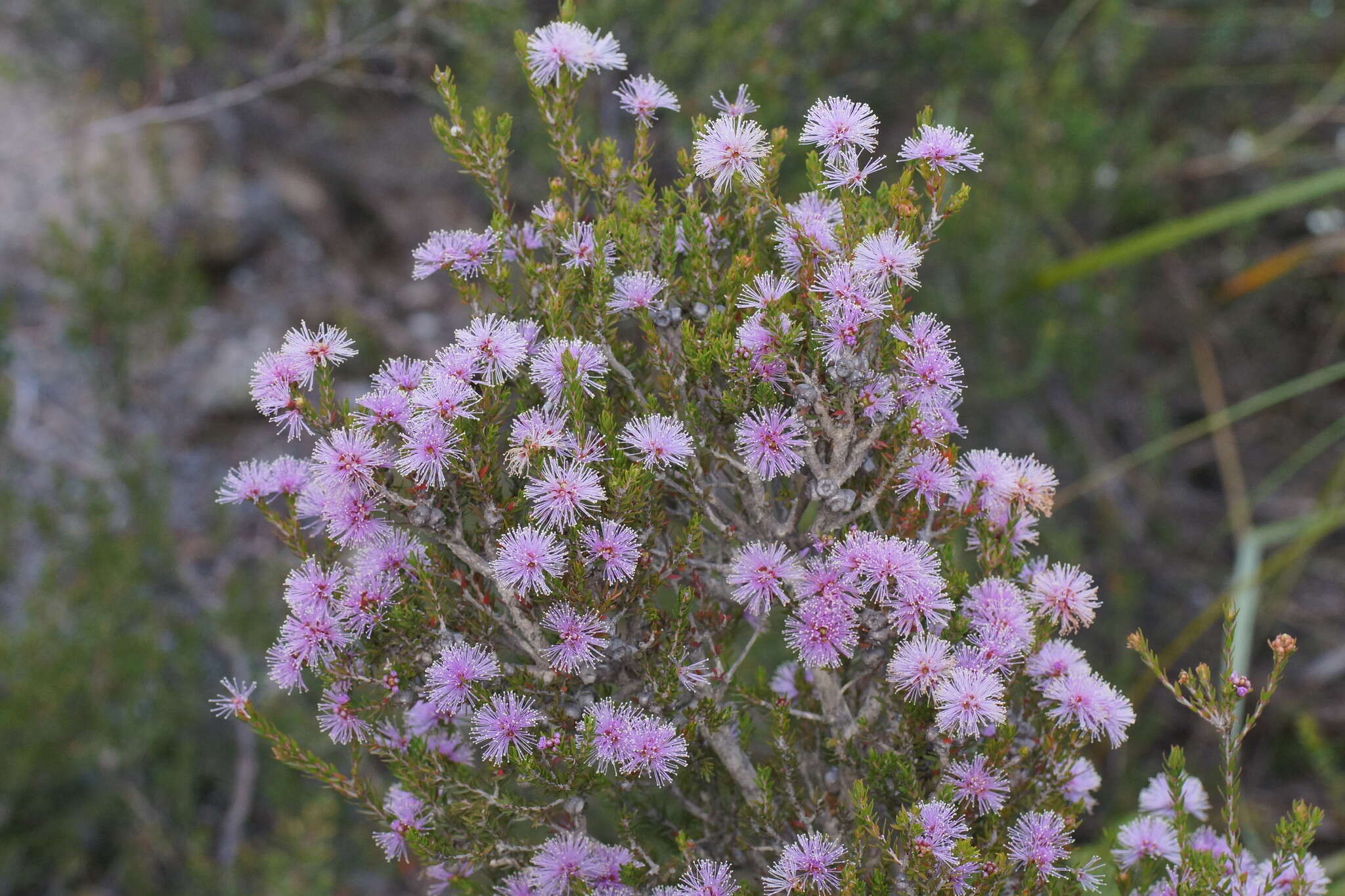 Imagem de Melaleuca squamea Labill.