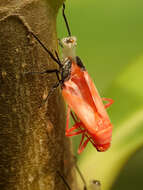 Image of Caenocoris nerii (Germar & E. F. 1847)