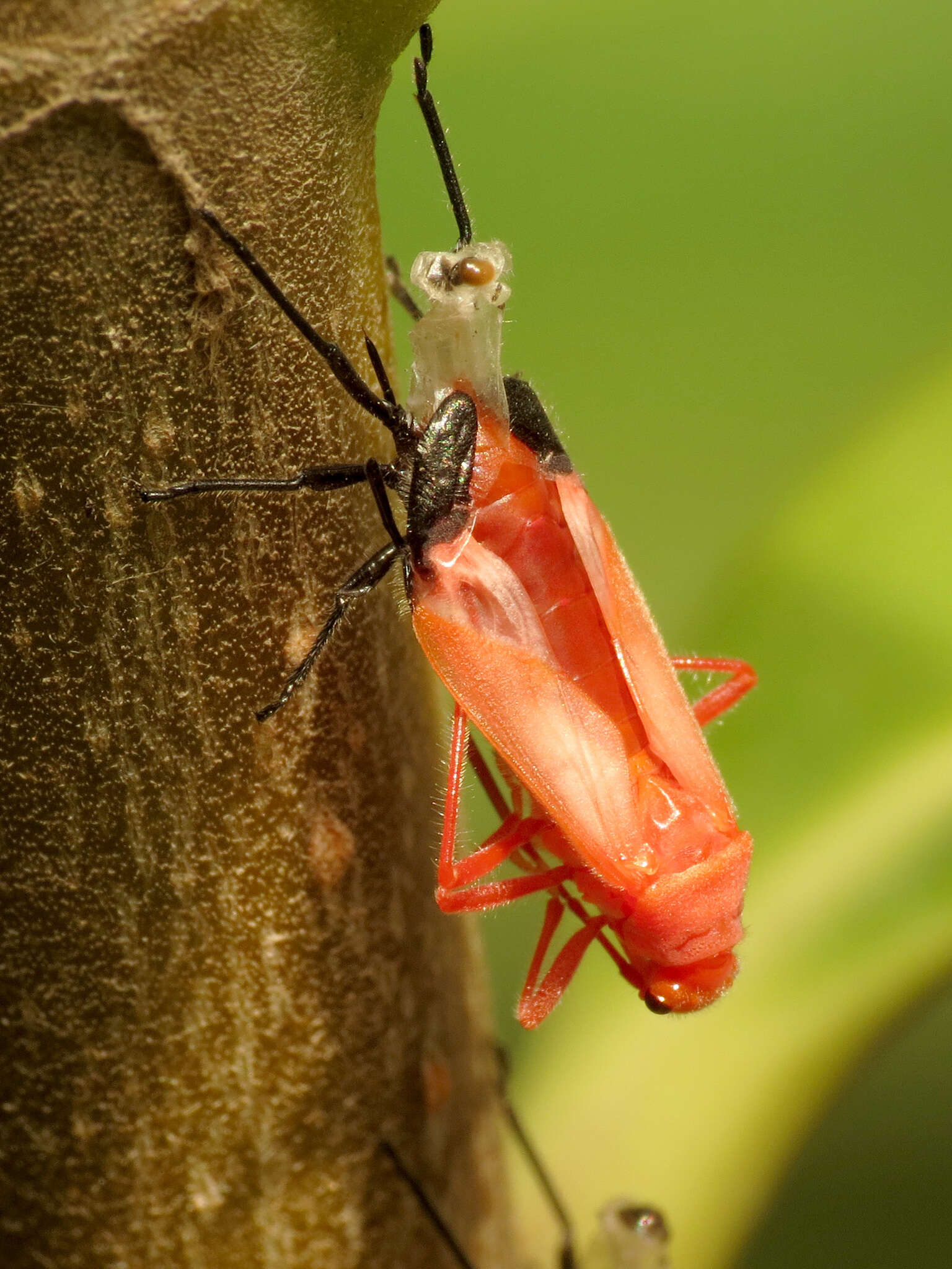 صورة Caenocoris nerii (Germar & E. F. 1847)