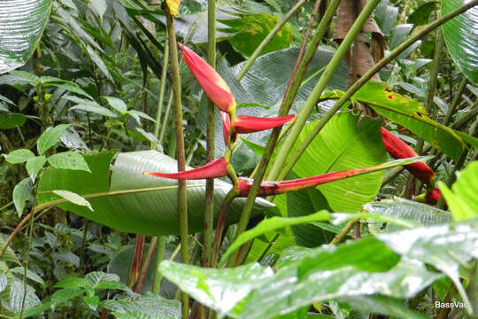 Image of Heliconia monteverdensis G. S. Daniels & F. G. Stiles