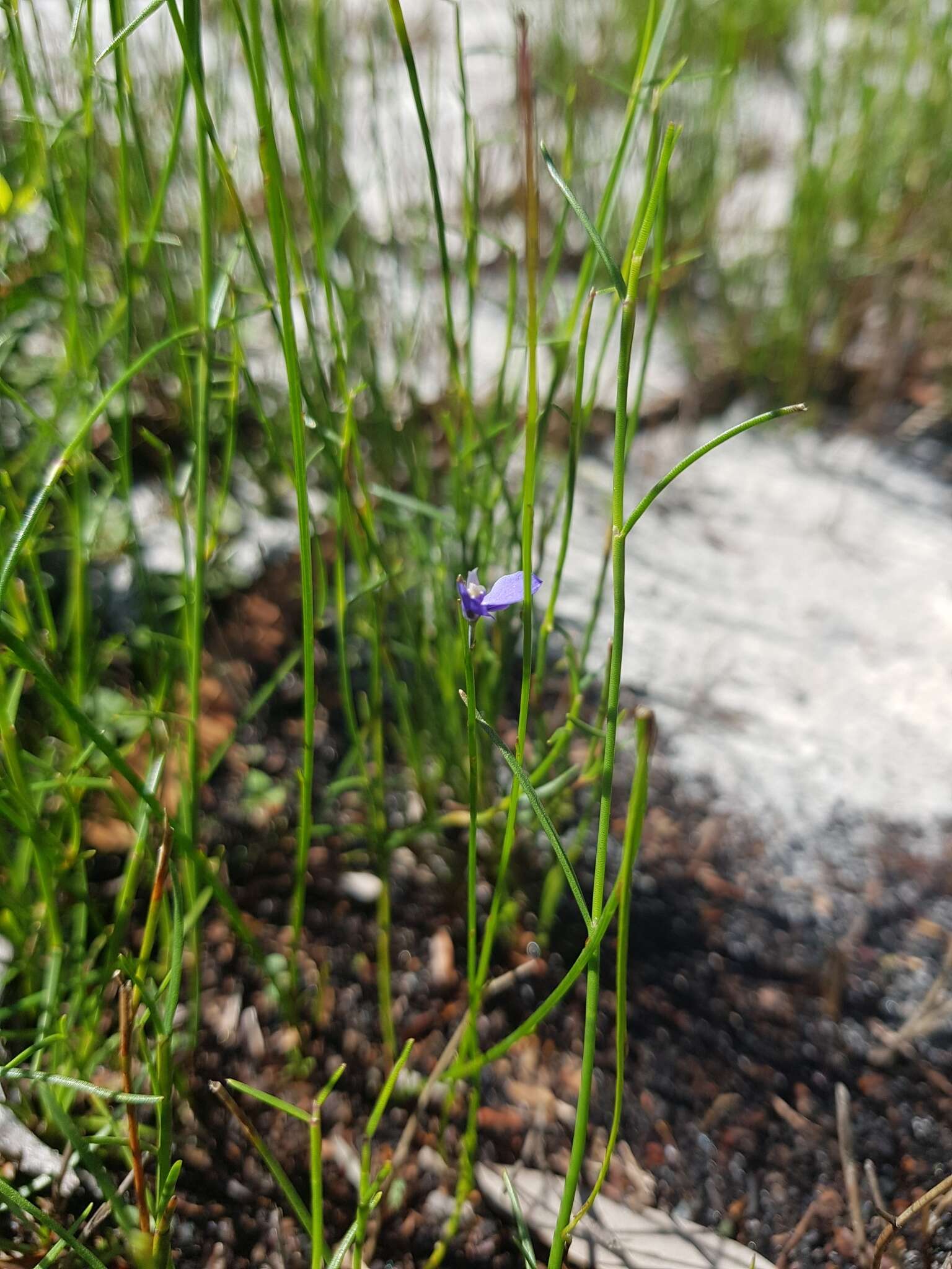 Sivun Comesperma defoliatum F. Müll. kuva