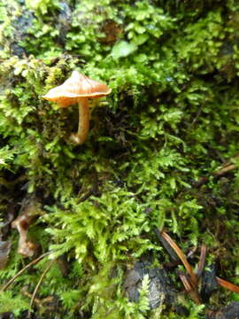 Image of Cortinarius acutus (Pers.) Fr. 1838