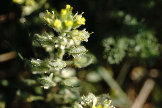 Слика од Alyssum hirsutum M. Bieb.