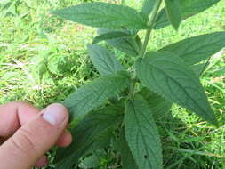 Слика од Stachys pilosa var. arenicola (Britton) G. A. Mulligan & D. B. Munro