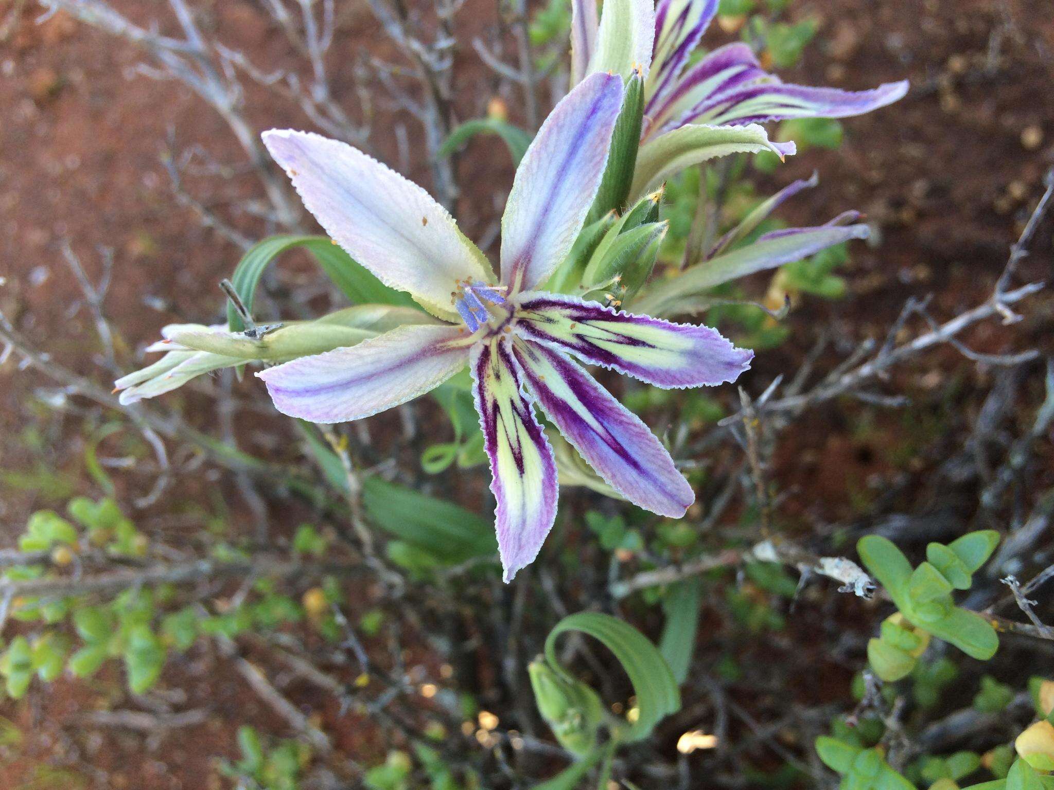 Babiana scabrifolia Brehmer ex Klatt resmi