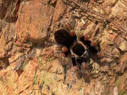 Image of Mexican Orange Beauty Tarantula