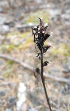 Imagem de Pedicularis rubens Stephan ex Willd.