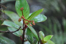 Image of Notopleura sallydavidsoniae