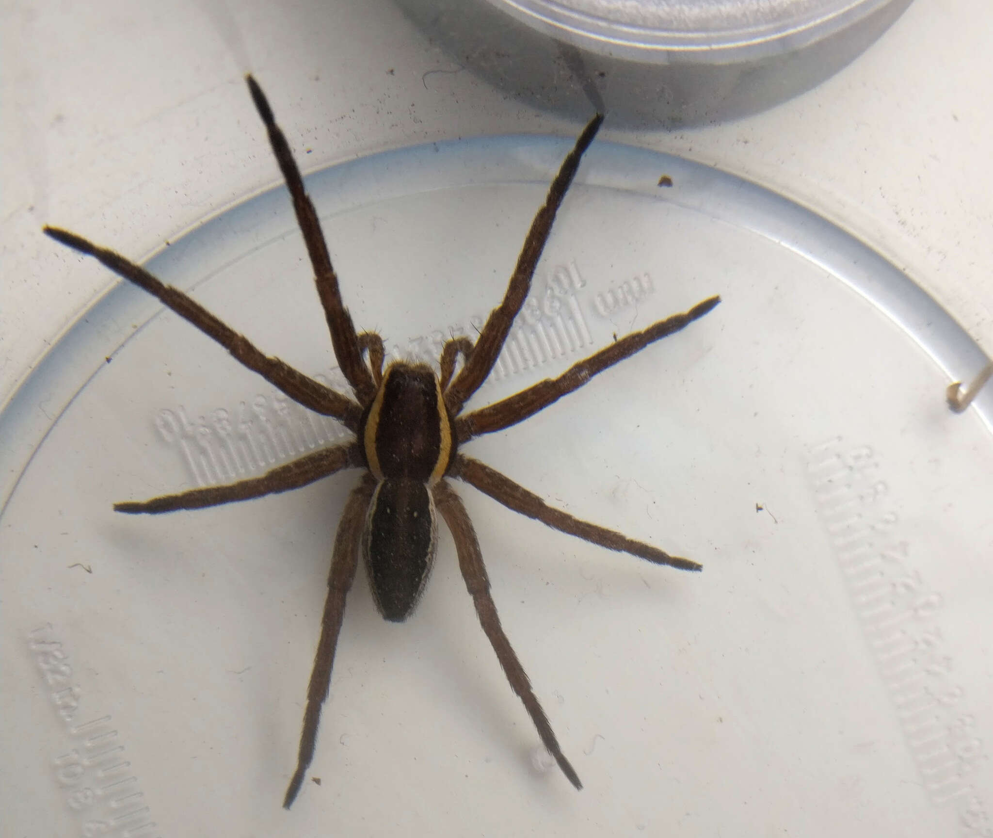 Image of Raft spider