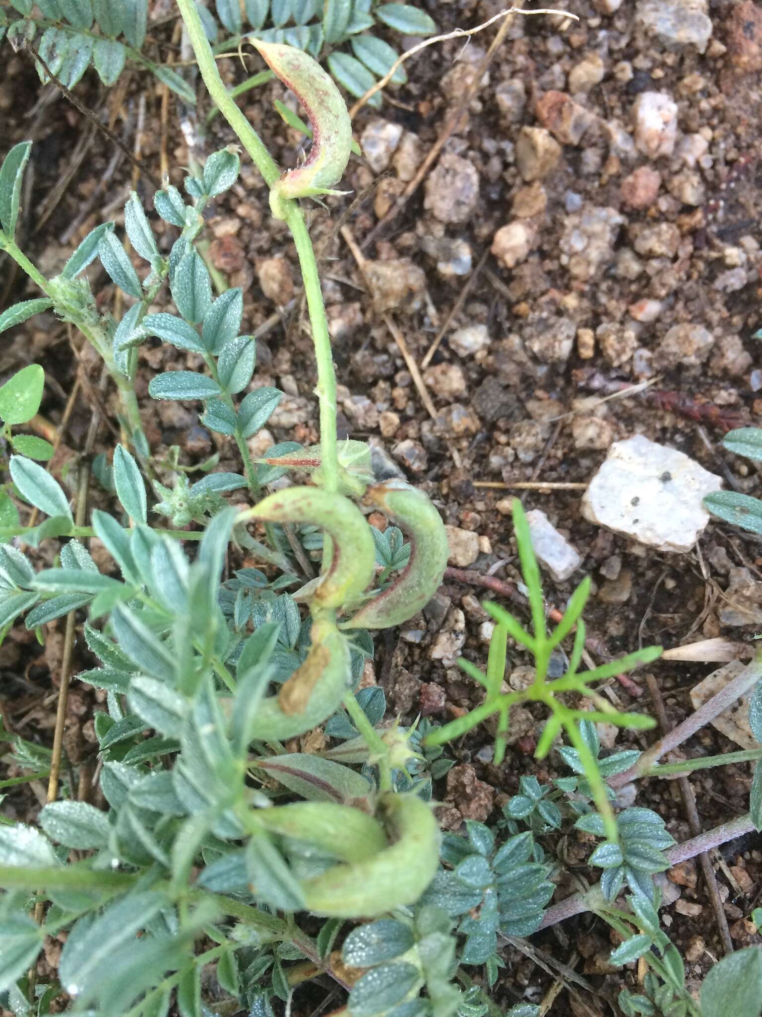 Sivun Astragalus humistratus var. sonorae (A. Gray) M. E. Jones kuva