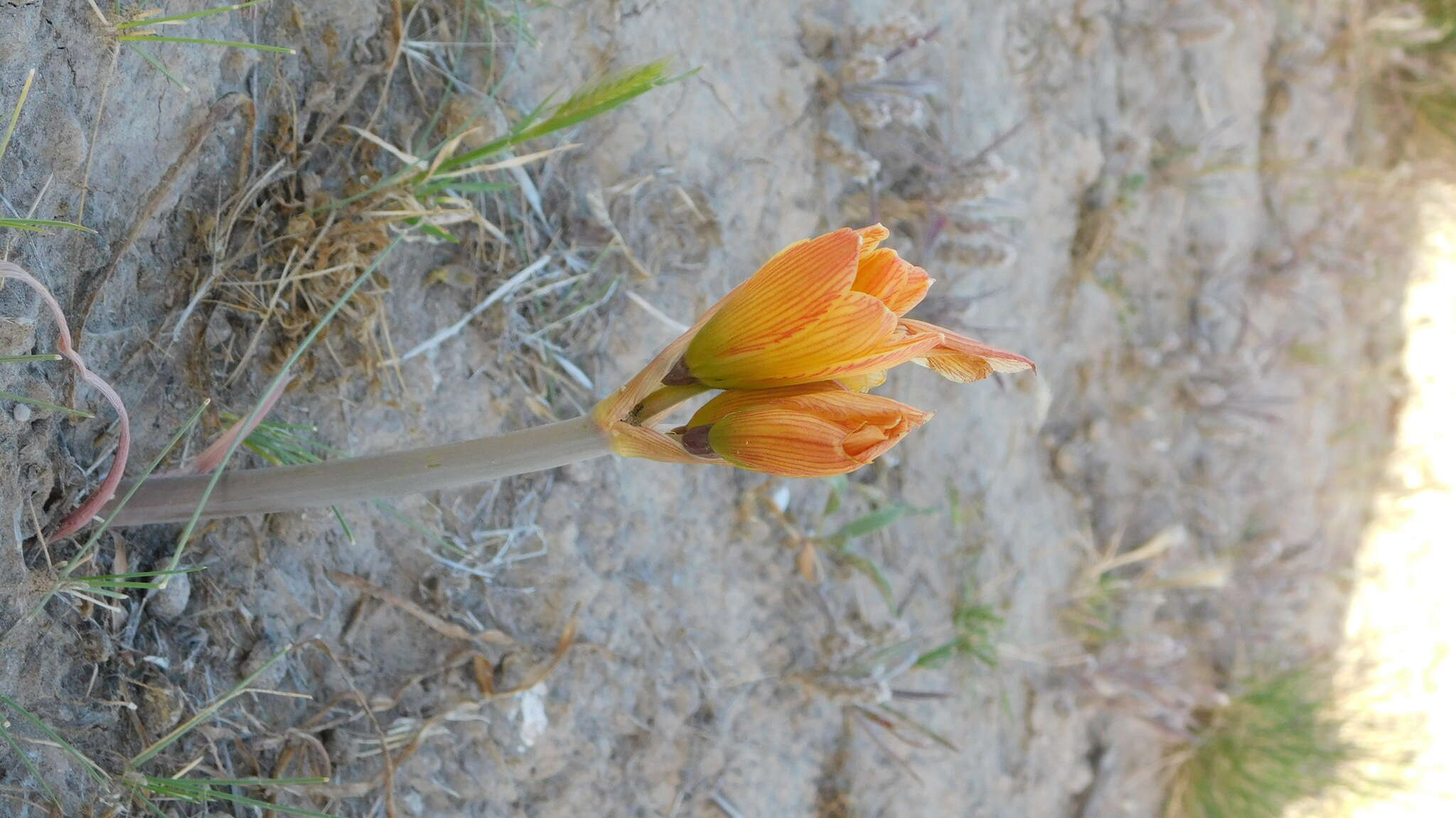 Image of Zephyranthes gilliesiana