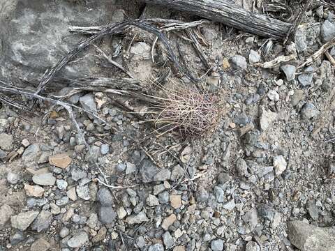 Image of Chihuahuan Fishhook Cactus