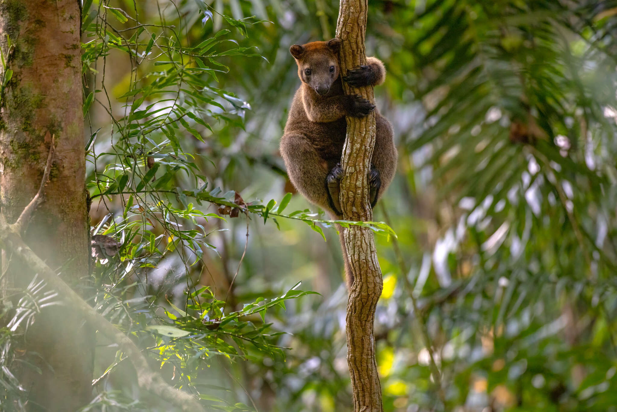 Image of Bennett's Tree Kangaroo