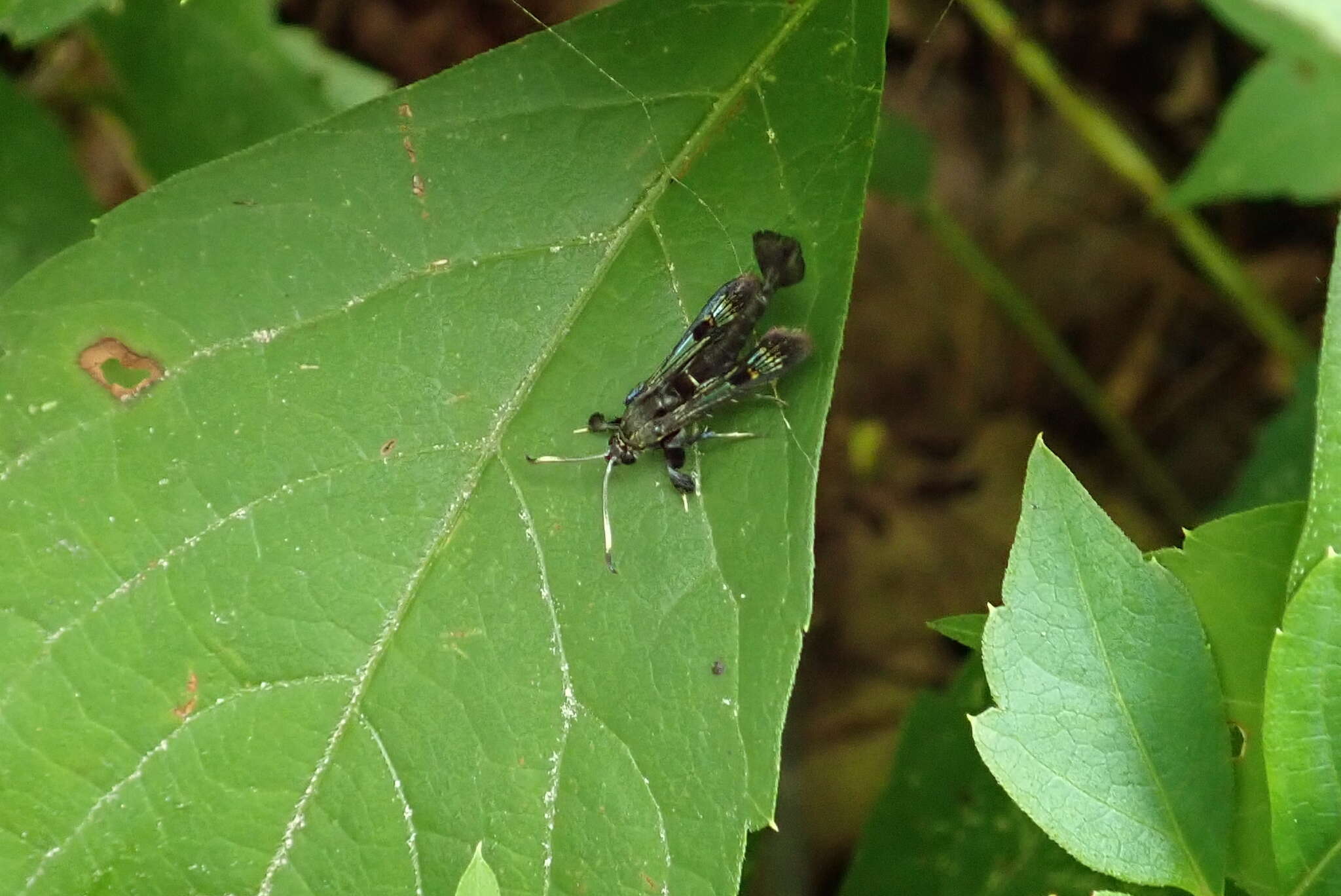 Image of Virginia Creeper Clearwing